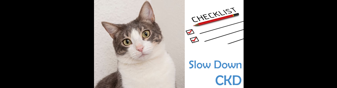 Checklist To Slow Down CKD In Cats