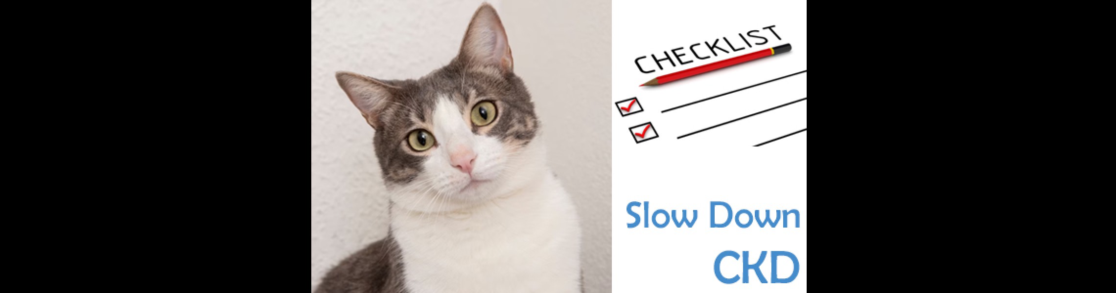 Checklist To Slow Down CKD In Cats