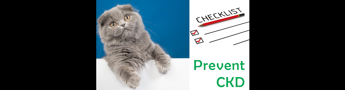Checklist for Preventing CKD in Cats