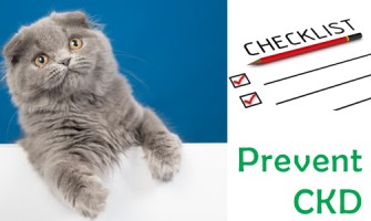 Checklist for Preventing CKD in Cats