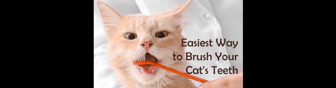 Easiest Way to Brush Your Cat's Teeth