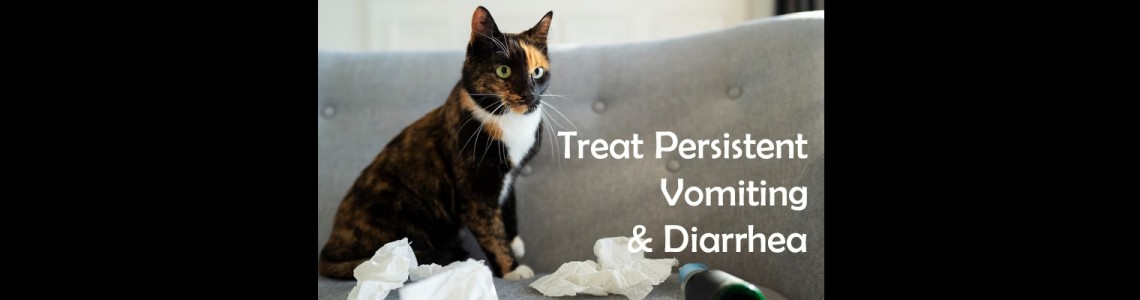 Fix Unexplained, Persistent Vomiting and Diarrhea in Cats