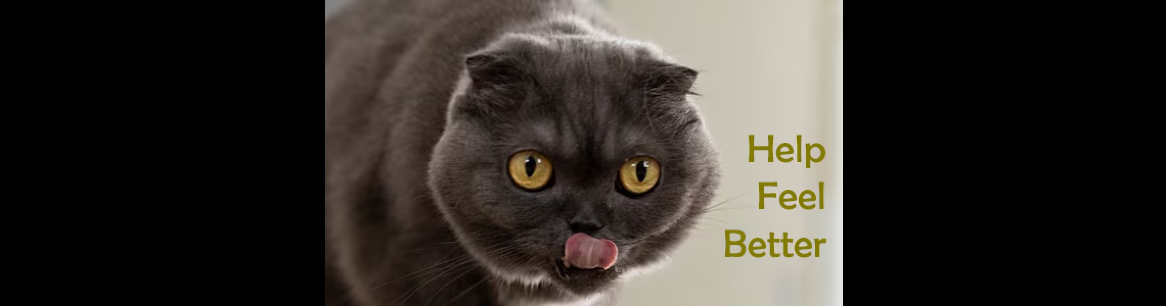 Help Your CKD Cat Feel Better