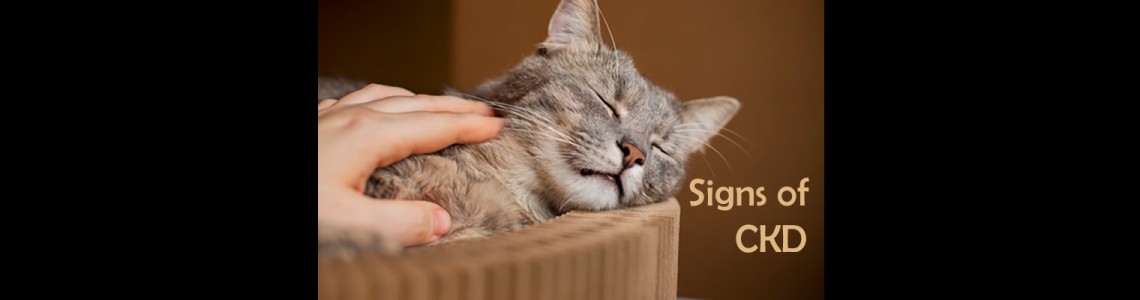Signs of Kidney Disease in Cats